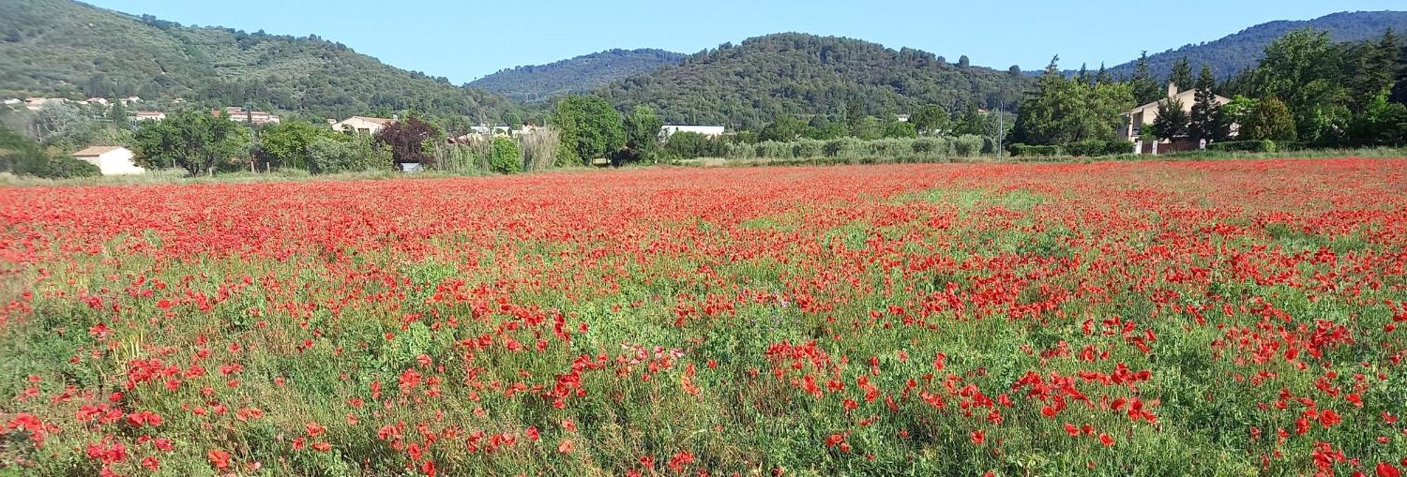 Gite La Mosaique Dauphin Esterno foto